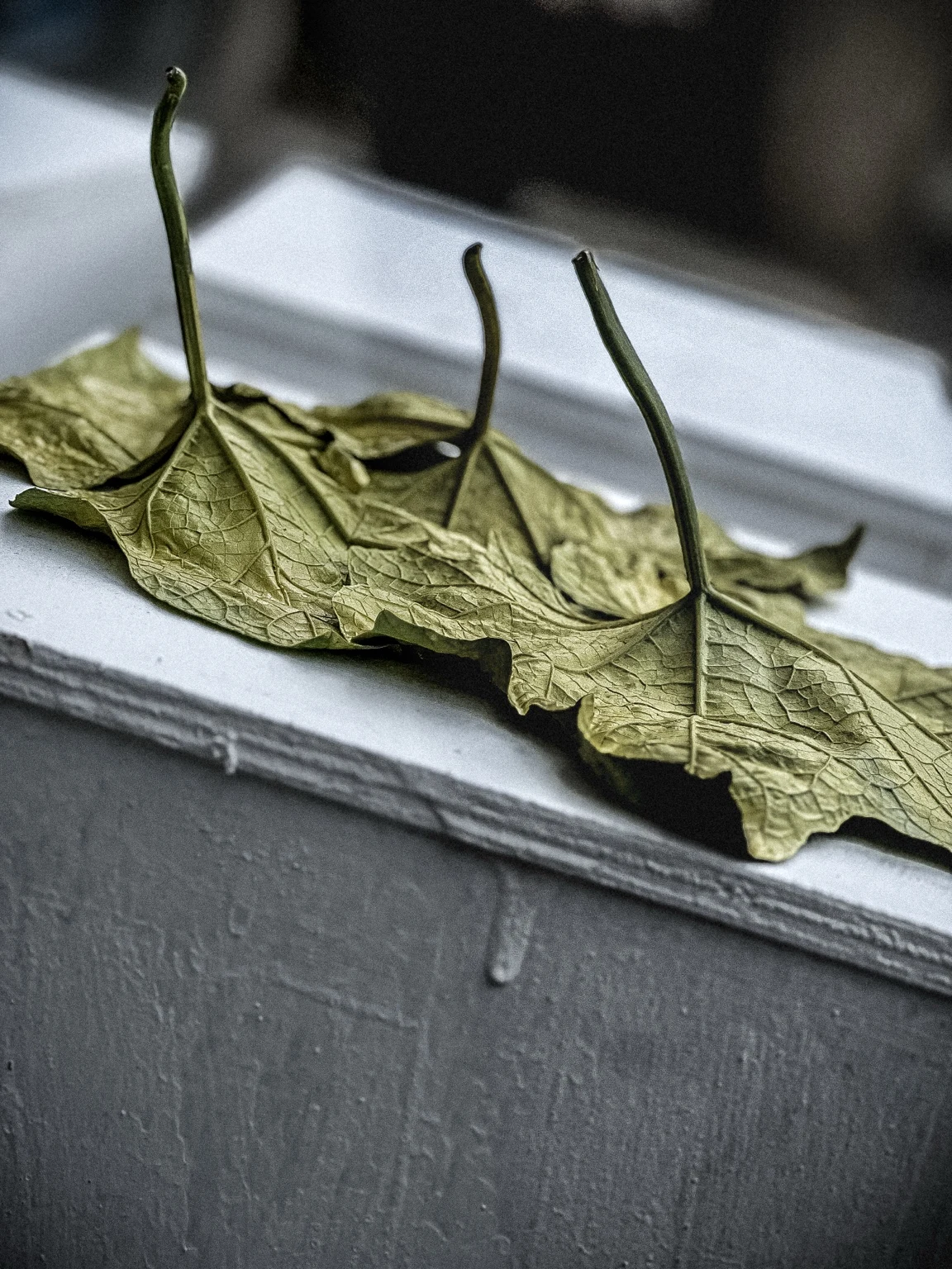 Leaves arranged on a ledge